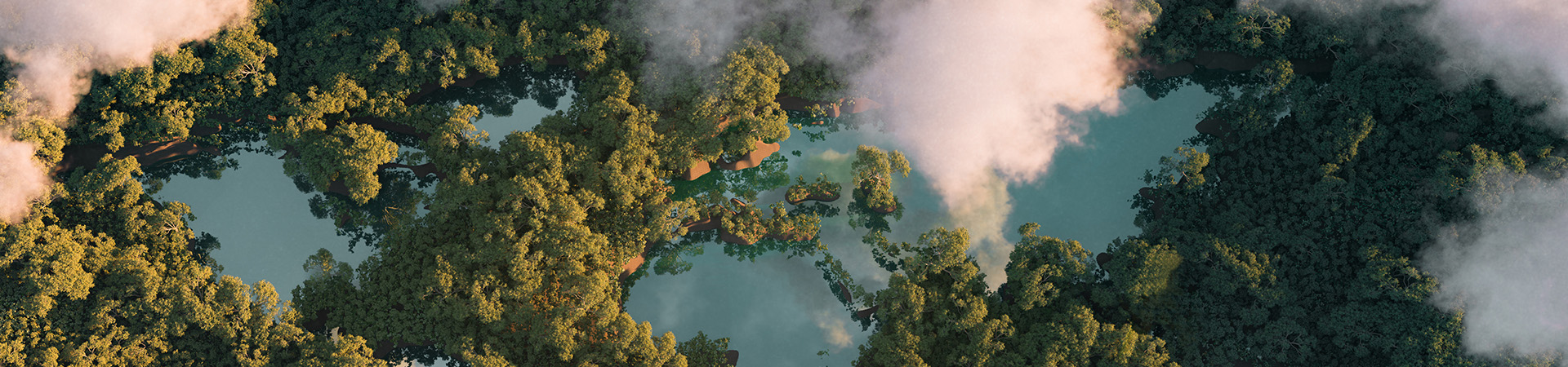Birds-eye view of a forest